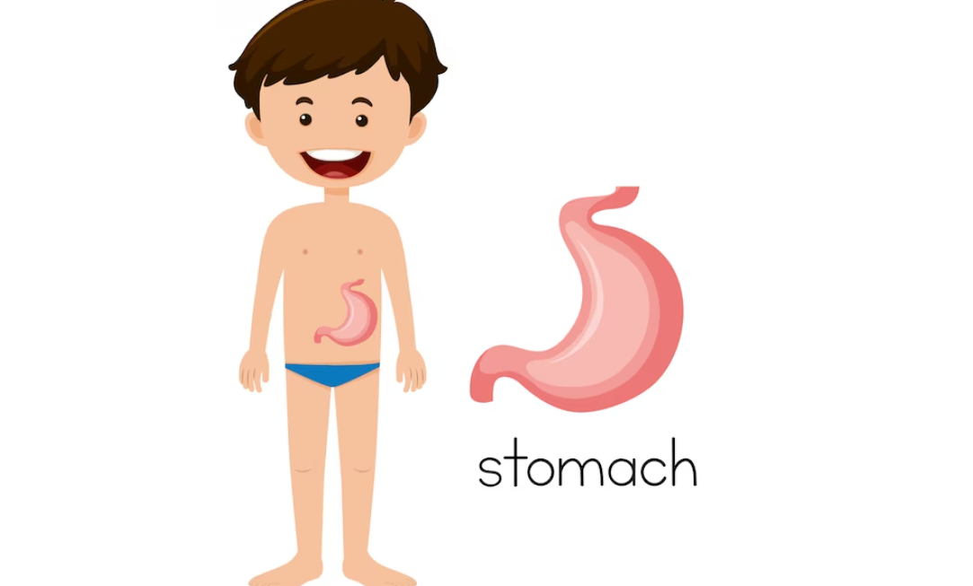 abdomen versus stomach
