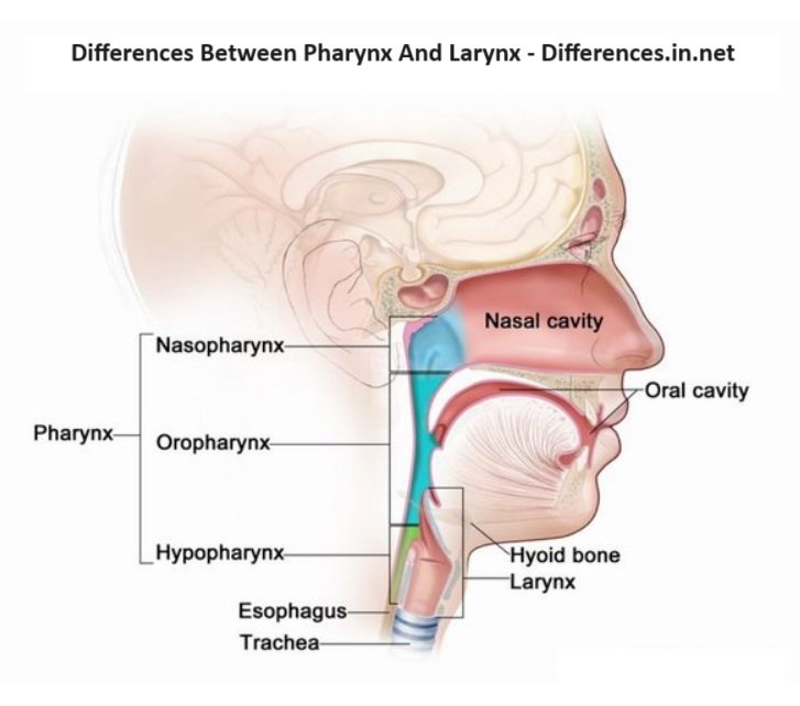 Differences Between Pharynx And Larynx