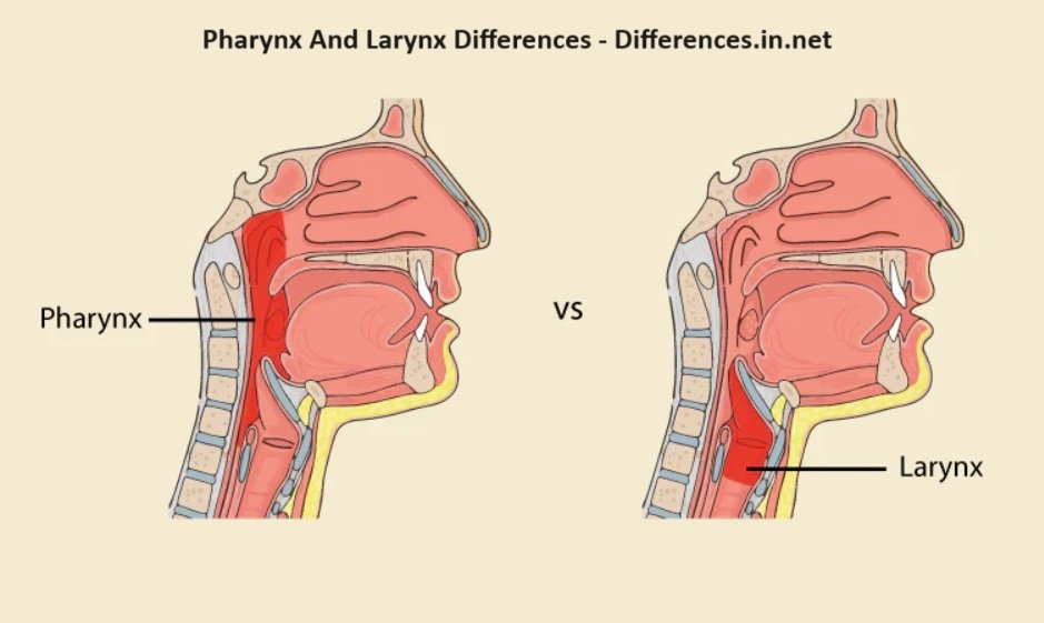 Pharynx And Larynx - structure and pictures