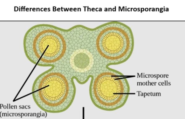 Differences Between Theca and Microsporangia